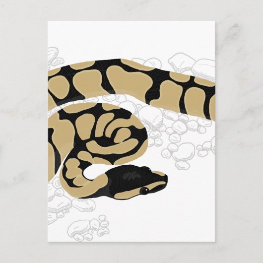 Carte Postale Ball Python Snake (Devant)