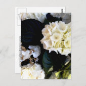 Carte Postale ballenstock de weissblühender (Devant / Derrière)