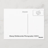 Carte Postale Ballons de fierté (Dos)