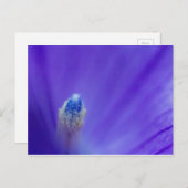 Carte Postale Balloon Flower (Devant / Derrière)