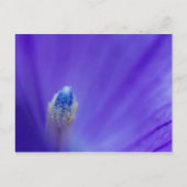 Carte Postale Balloon Flower (Devant)