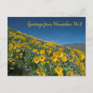 Carte Postale Balsamroot Bloom à Sage Hills Wenatchee, WA