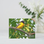 Carte postale Baltimore Oriole (Debout devant)