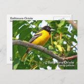 Carte postale Baltimore Oriole (Devant / Derrière)