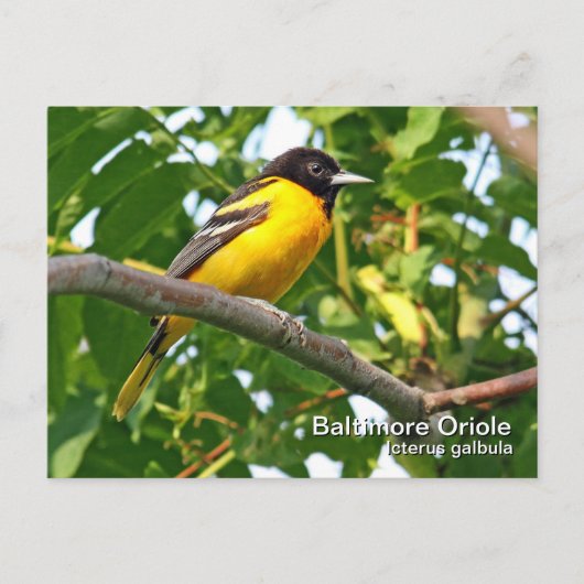Carte postale Baltimore Oriole (Devant)
