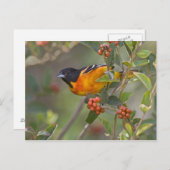 Carte Postale Baltimore Oriole (Devant / Derrière)
