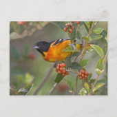 Carte Postale Baltimore Oriole (Devant)