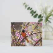 Carte Postale Baltimore Oriole (Debout devant)