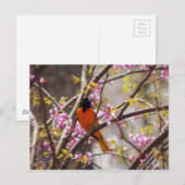 Carte Postale Baltimore Oriole (Devant / Derrière)