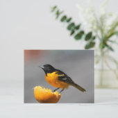 Carte postale Baltimore Oriole (Debout devant)
