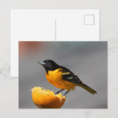 Carte postale Baltimore Oriole (Devant / Derrière)
