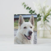 Carte postale Balto (Debout devant)