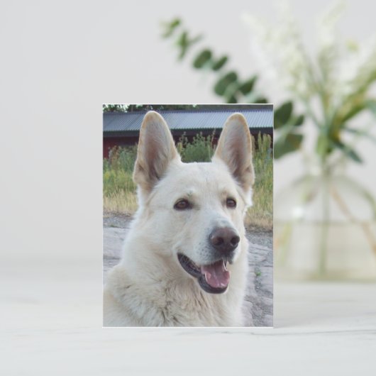 Carte postale Balto (Debout devant)