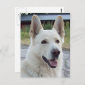 Carte postale Balto (Devant / Derrière)