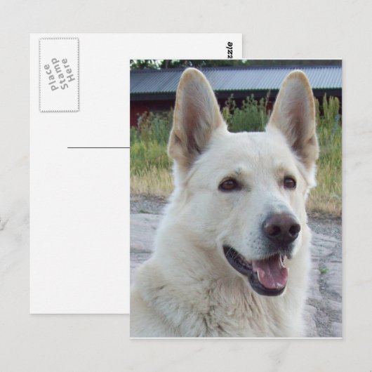 Carte postale Balto (Devant / Derrière)