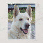 Carte postale Balto (Devant)