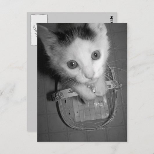 carte postale bambam kitty (Devant / Derrière)