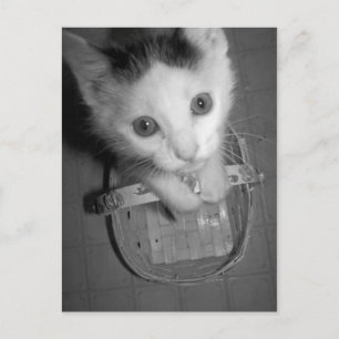 carte postale bambam kitty