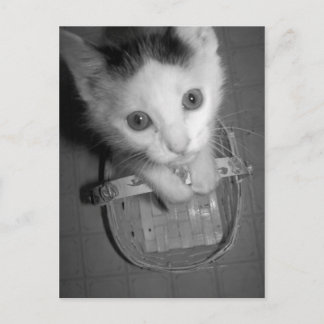 carte postale bambam kitty