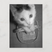 carte postale bambam kitty (Devant)