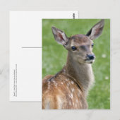 Carte postale Bambi (Devant / Derrière)