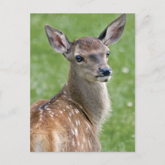Carte postale Bambi (Devant)