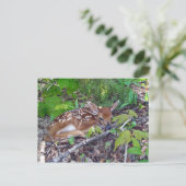 Carte Postale Bambi le bébé chevreuil (Debout devant)