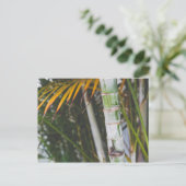 Carte Postale Bambou du Mexique (Debout devant)