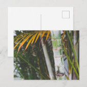 Carte Postale Bambou du Mexique (Devant / Derrière)