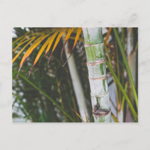 Carte Postale Bambou du Mexique