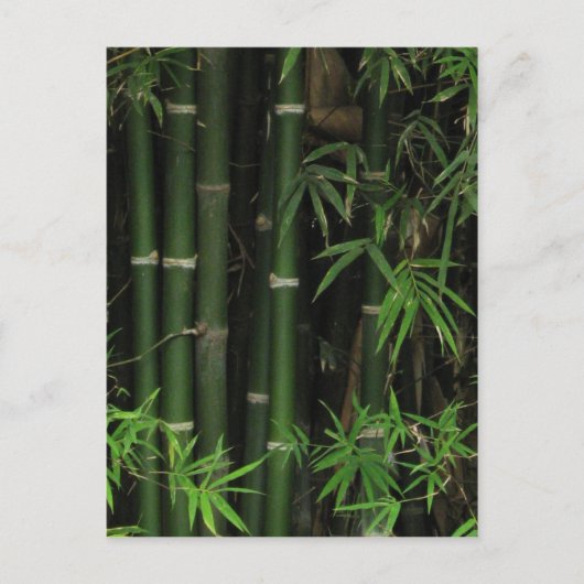 Carte Postale Bambou... Fao Rai, Nong Khai, Isaan, Thaïlande (Devant)