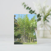 Carte Postale Bambou Lakeside (Debout devant)