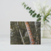 Carte Postale Bambou mexicain (Debout devant)