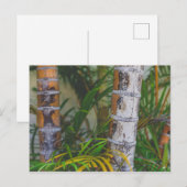 Carte Postale Bambou orange (Devant / Derrière)