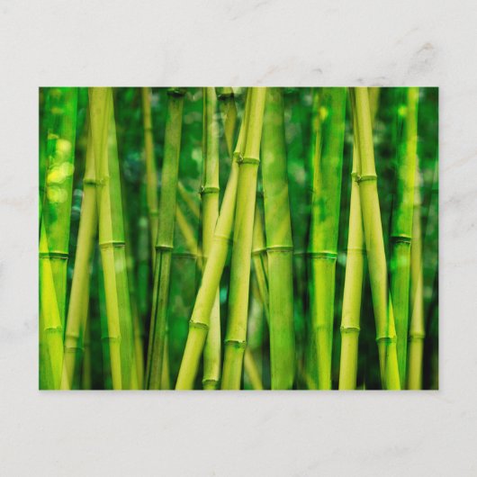 Carte Postale Bambou vert (Devant)