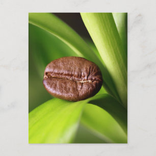 Carte Postale Bambus Kaffeebohne