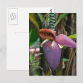Carte postale Banana Blossom (Devant / Derrière)