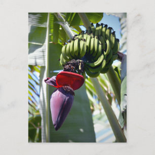 Carte Postale Banana Bunch and Flower Stalk