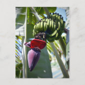Carte Postale Banana Bunch and Flower Stalk (Devant)
