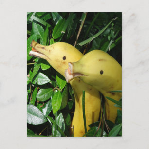Carte Postale Banana Face Dolphins