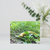 Carte Postale Banana Slug (Debout devant)