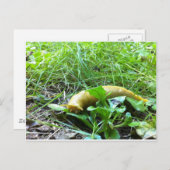 Carte Postale Banana Slug (Devant / Derrière)
