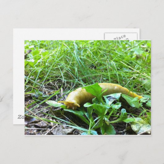 Carte Postale Banana Slug (Devant / Derrière)