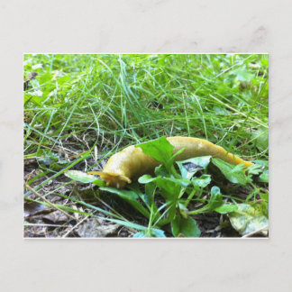 Carte Postale Banana Slug