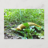 Carte Postale Banana Slug (Devant)