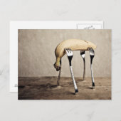 Carte Postale Banane (Devant / Derrière)