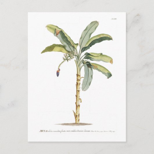 Carte Postale Banane (Devant)