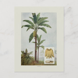Carte Postale Banane