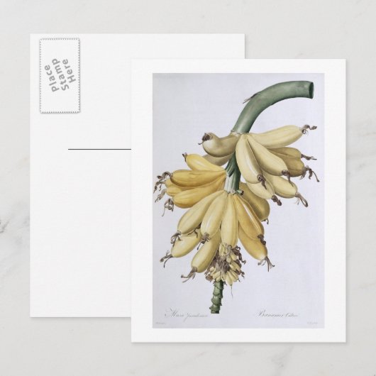 Carte Postale Banane, 1816 (Devant / Derrière)