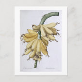 Carte Postale Banane, 1816 (Devant)